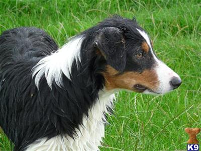 Dogs - Border Collie